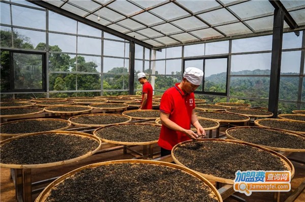 大益普洱茶加盟费