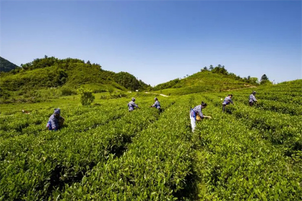 益善茶业加盟加盟费用