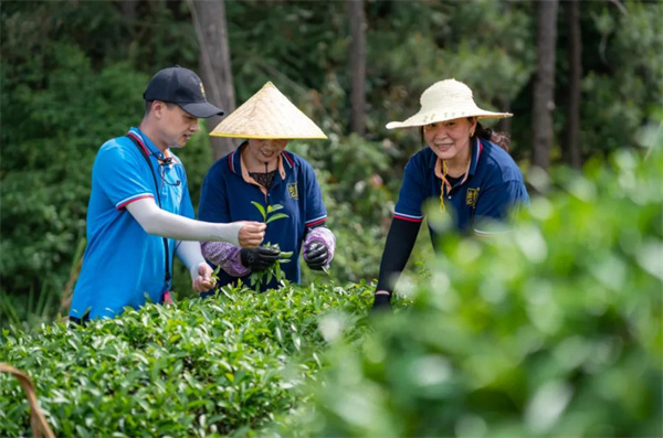 岩霸茶业加盟加盟费用